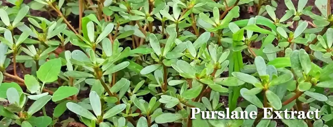 Purslane Extract.jpg